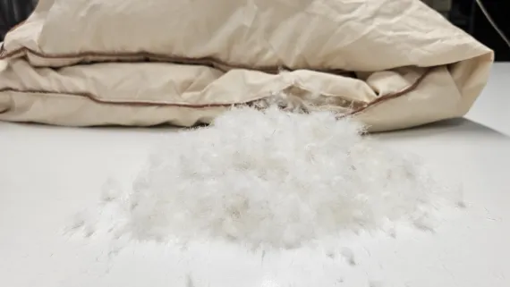 eine Handvoll gebrauchter Daunen auf einem Tisch, im Hintergrund die geöffnete, alte, beige Daunendecke